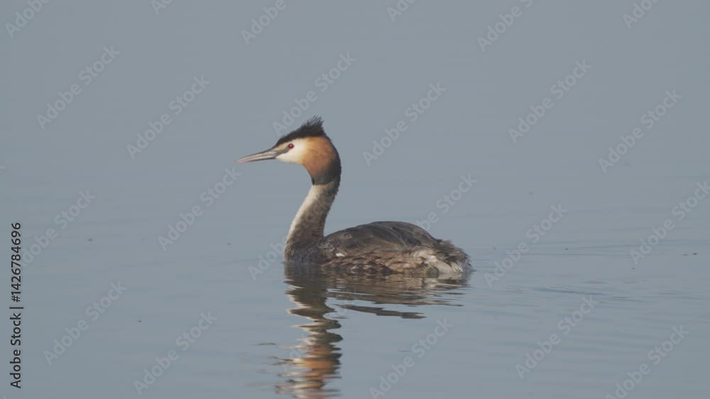 Great Crested Grebe (Podiceps cristatus) close-up. Bird swims in water. Slow motion. Great Crested Grebe (Podiceps cristatus) close-up. Bird swims in water. Slow motion.