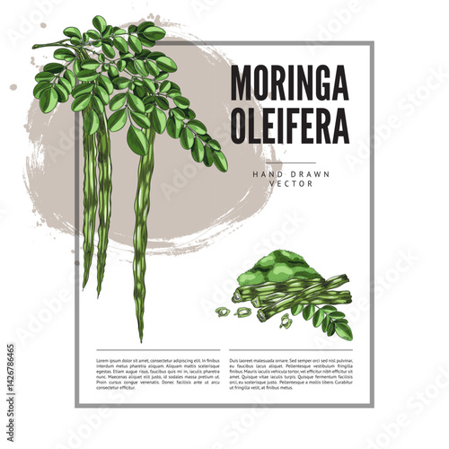 Moringa oleifera twig leaves and bean pods with seeds and powder superfood product, hand drawn vector label design