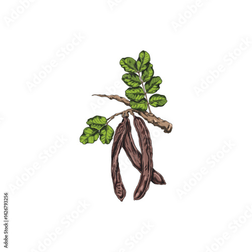 Vector watercolor illustration of carob tree branch with leaves and pods.