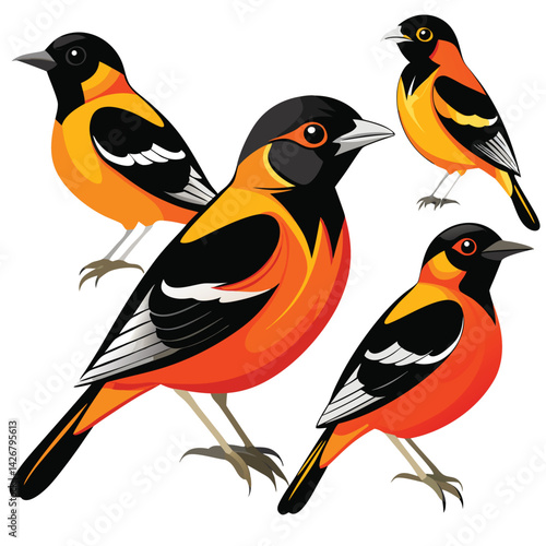 Oriole birds set isolated shilhotee vector on white background
