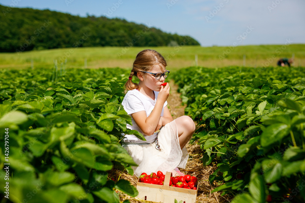 Little girl picking strawberries on a strawberry farm. Happy child with eyeglasses and ripe berries on pick a berry field. Family summer time activity