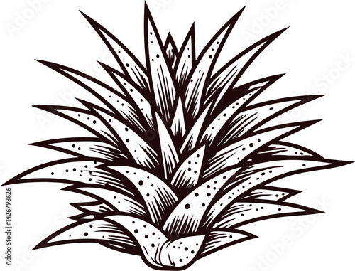 Detailed black and white botanical of agave plant with sharp leaves