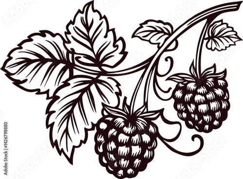 Vintage botanical of ripe blackberries with intricate leaf detail.
