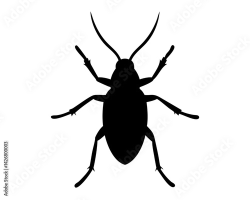 Roach  isolated on white background
