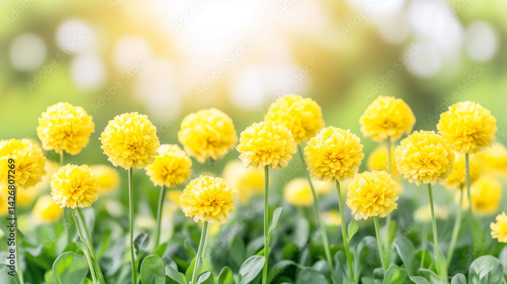 Obraz premium Yellow spherical flowers blooming in a sunny garden background 