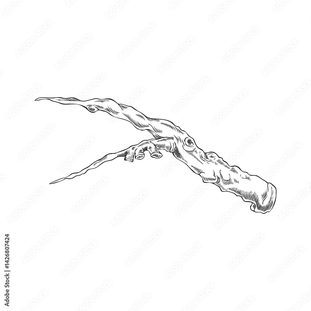 Carob plant stalk piece vector ink sketch, hand drawn engraved twig farm or wild tree stem, stick or twig isolated Carob plant stalk piece vector ink sketch, hand drawn engraved twig farm or wild tree stem, stick or twig isolated