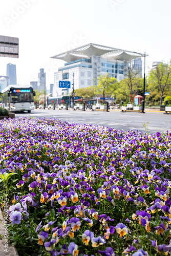 Obraz na płótnie Flowerbed on a city street at Shanghai China, modern buildings and cloudy sky w salonie