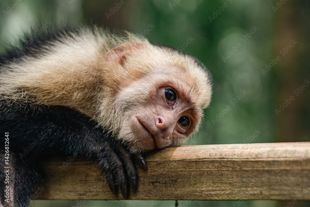 Obraz premium Portrait of capuchin monkey leaning on railing with sad expression in Costa Rica