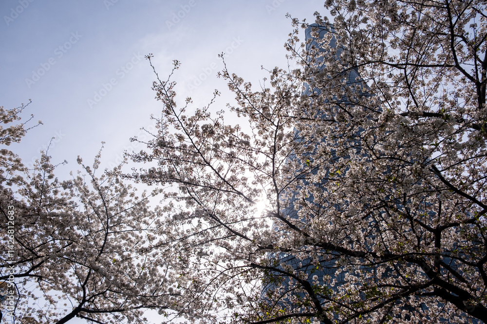 High rise buildings and cherry blossoms low angle view. Shanghai, China in Spring