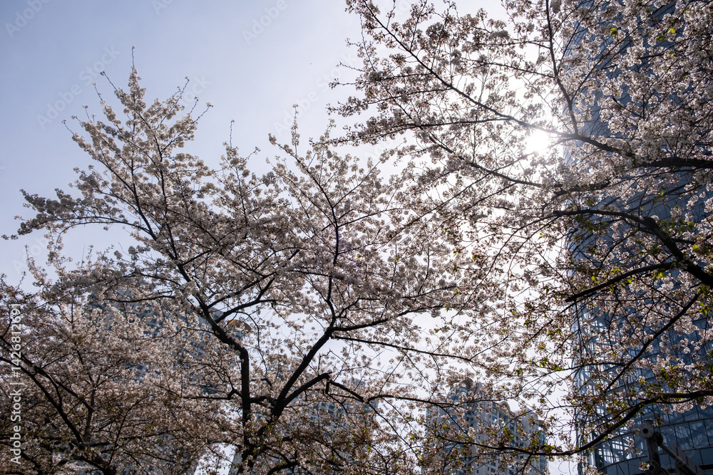 High rise buildings and cherry blossoms low angle view. Shanghai, China in Spring