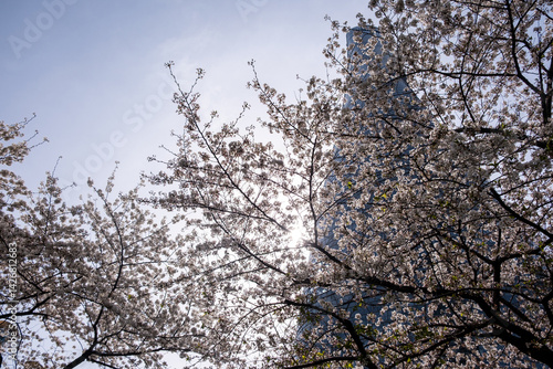 Obraz na płótnie High rise buildings and cherry blossoms low angle view. Shanghai, China in Spring w salonie