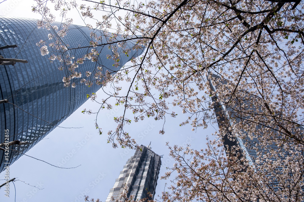High rise buildings and cherry blossoms low angle view. Shanghai, China in Spring