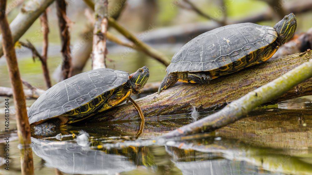 Obraz premium Red-eared slider turtles 