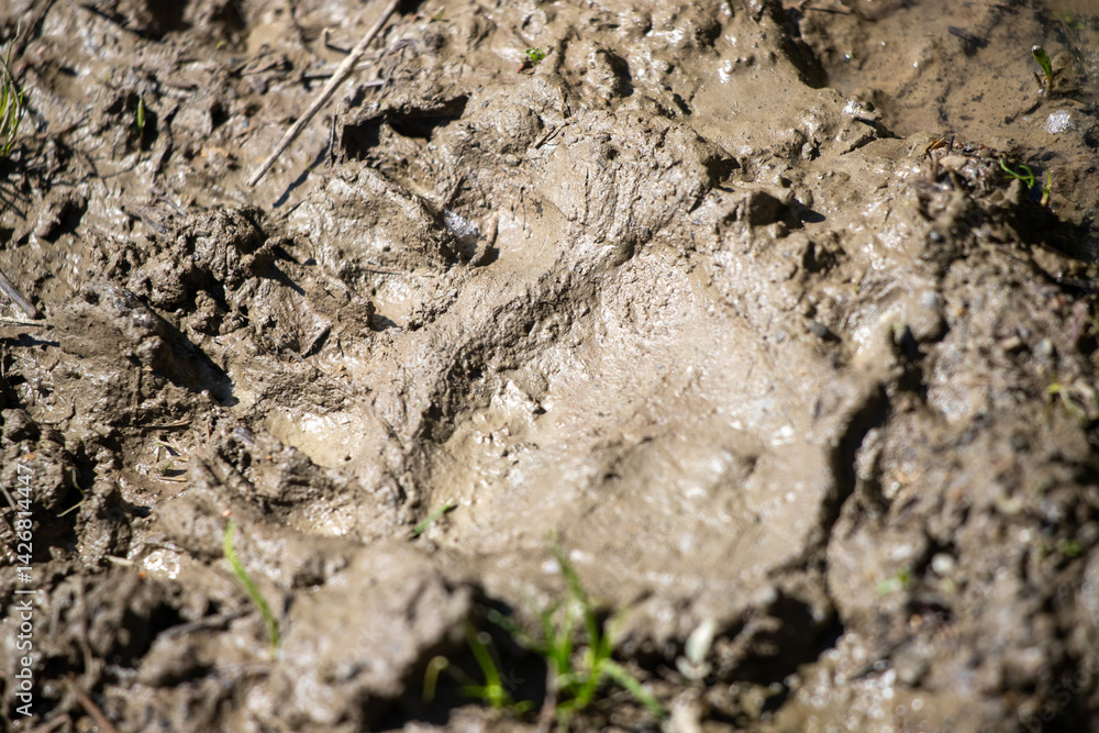 A muddy field with a paw print in the mud A muddy field with a paw print in the mud
