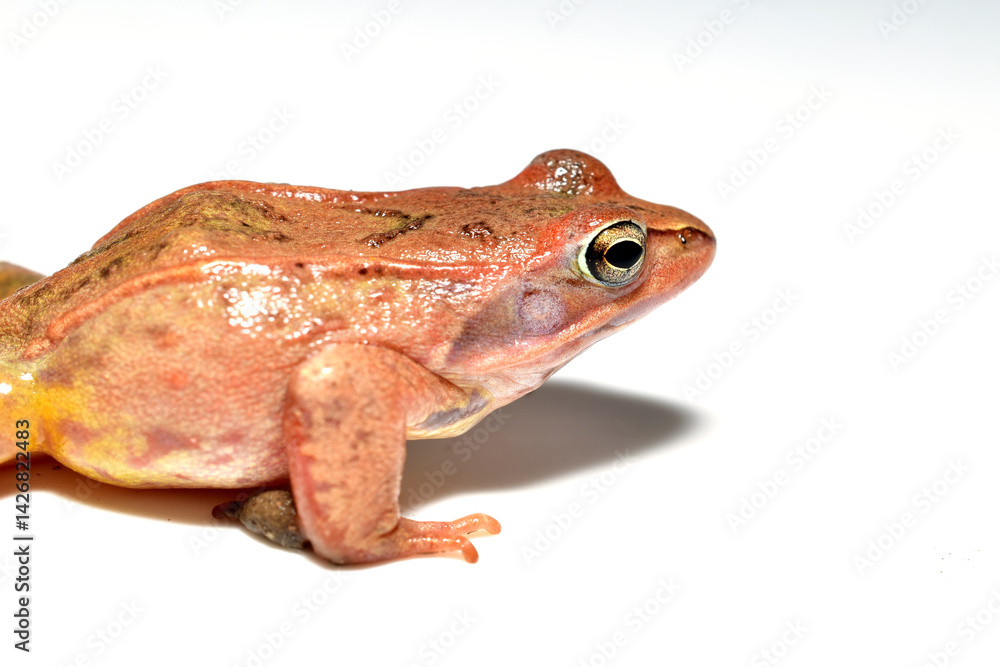 Fototapeta premium Pink ground frog, close-up. Frog on a white background.