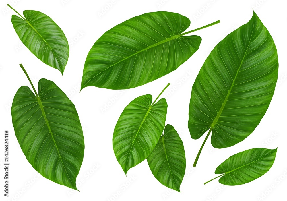 A collection of several philodendron leaves isolated against a plain white background image view from above A collection of several philodendron leaves isolated against a plain white background image view from above