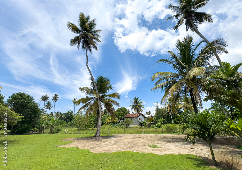 A lush green field with palm trees in the background A lush green field with palm trees in the background