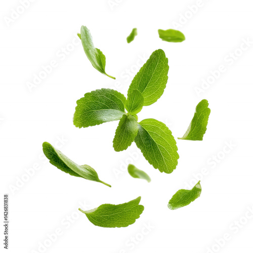 Floating Stevia Leaves Falling in the Air on Transparent Background