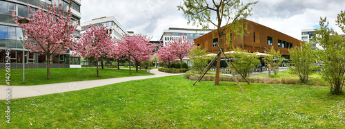 Germany - spring landscape of the Business Campus Garching near Munich with Japanese cherry trees Kanzan in full bloom