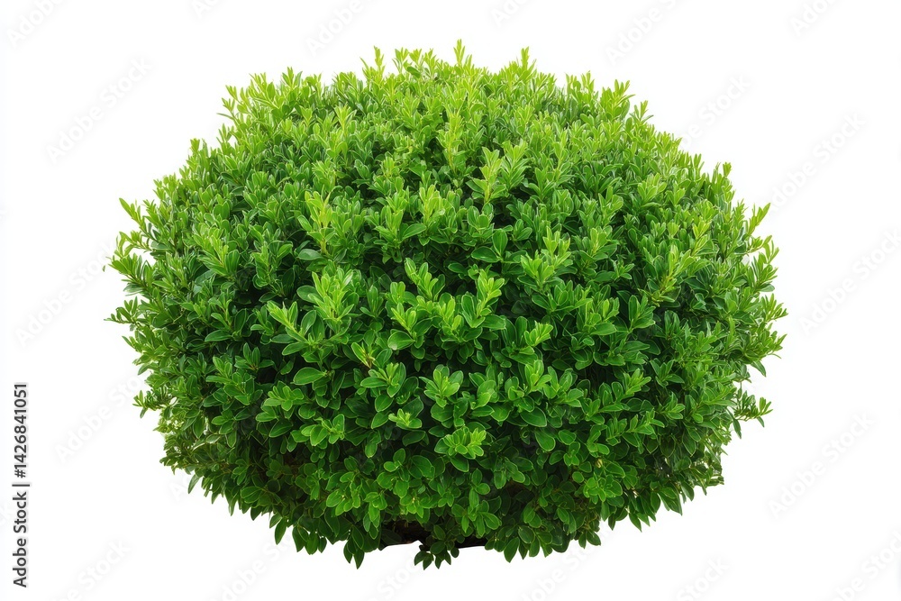 Obraz premium Small round bush with neatly trimmed leaves on white backdrop for landscape design mockup