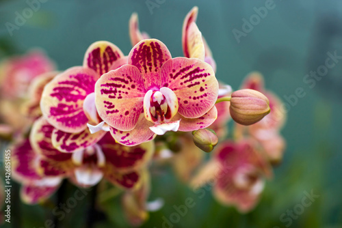 Obraz na płótnie Beautiful colorful orchid in the garden w salonie