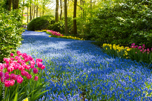spring flowers in Keuhenhof in the Netherlands