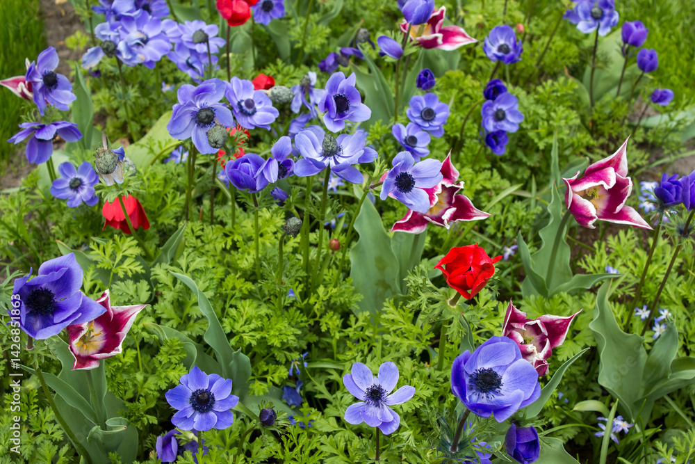 spring flowers in Keuhenhof in the Netherlands