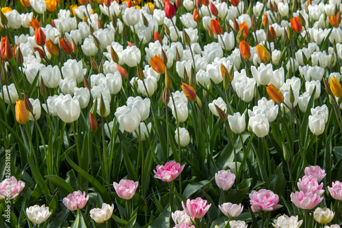 tulips flowers - spring flowers - closeu up
