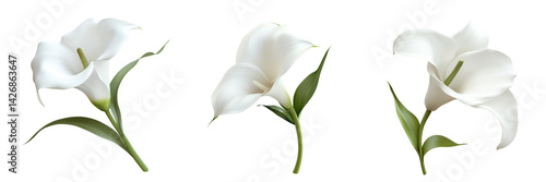 Set of Close-up of a single white calla lily with a trumpet-shaped bloom and glossy green leaves on transparent png background. Ai generated