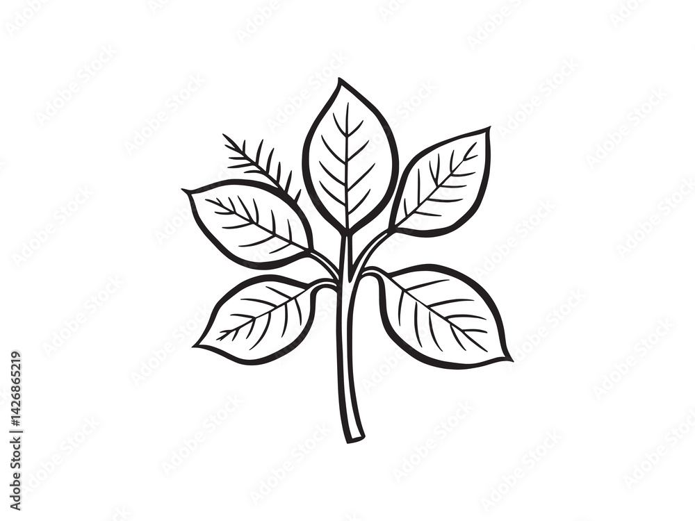 Sandalwood leaf line art artistic botanical sketch detailed plant drawing Sandalwood leaf line art artistic botanical sketch detailed plant drawing