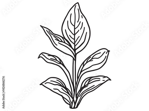 Snake plant leaf line art abstract artwork for nature lovers