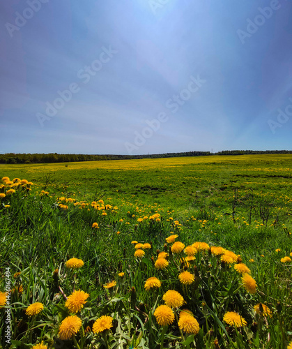 Dandelion Field Under Bright Skies in Springtime