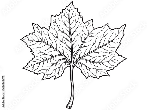 Sycamore leaf line art nature design