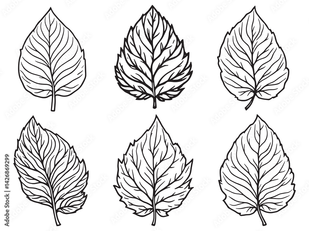 Fototapeta premium Tamarind leaf line art illustration on white background for design