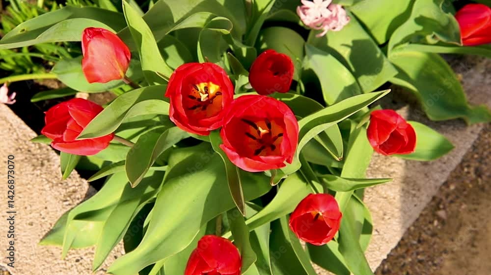 Beautiful tulips in a flower bed in the garden. The blossoming buds of spring flowers. Beauty is in nature. Beautiful tulips in a flower bed in the garden. The blossoming buds of spring flowers. Beauty is in nature.
