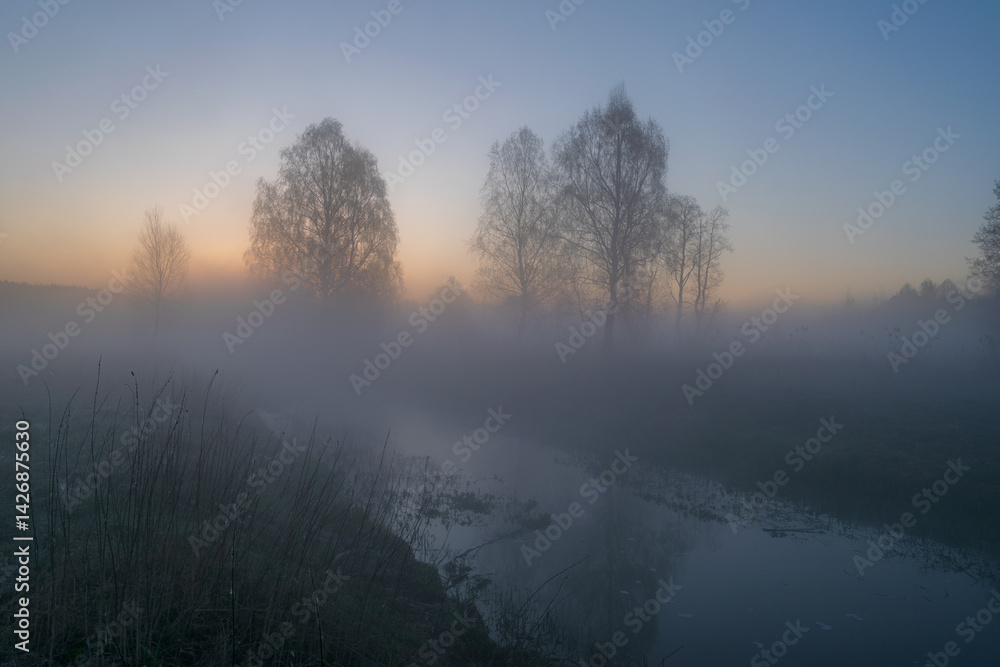 spring misty morning in the forest spring misty morning in the forest