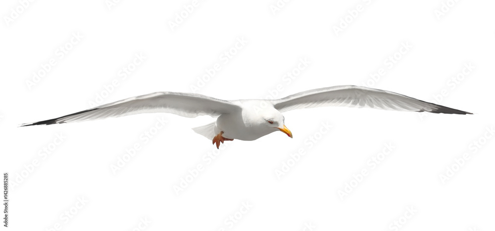 Obraz premium Yellow-legged gull in flight, Larus michahellis, isolated on white, clipping path