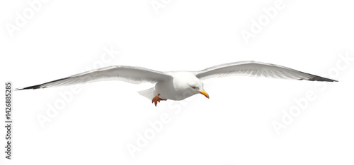 Yellow-legged gull in flight, Larus michahellis, isolated on white, clipping path