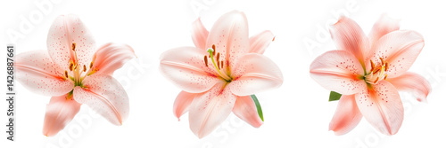 Set of A close-up shot of a pink lily with soft, delicate petals and a vibrant pink center on transparent png background. Ai generated