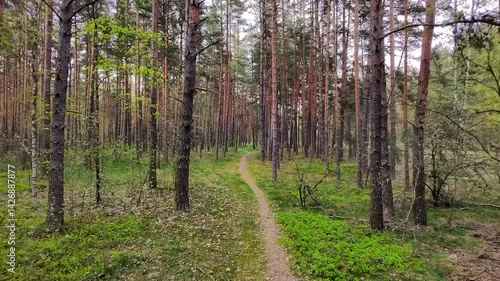 Latvian forest