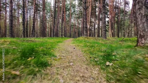 Latvian forest road