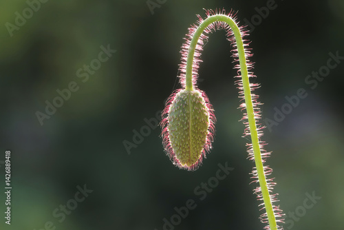 Geschlossene Blütenknospe einer Mohnpflanze im Gegenlicht