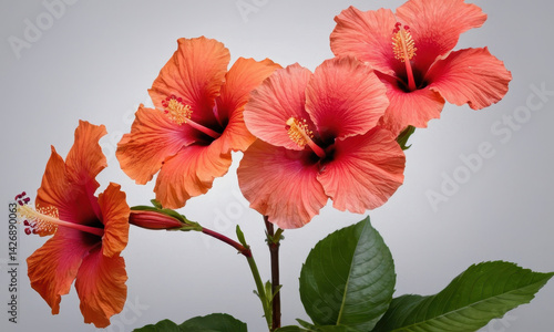 Close-up shot of a single flower sitting on its stem, ideal for use in illustrations or graphics