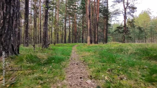 Latvian forest road