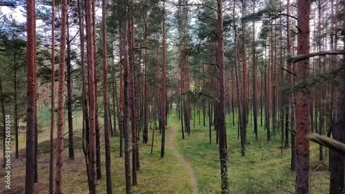 Latvian forest