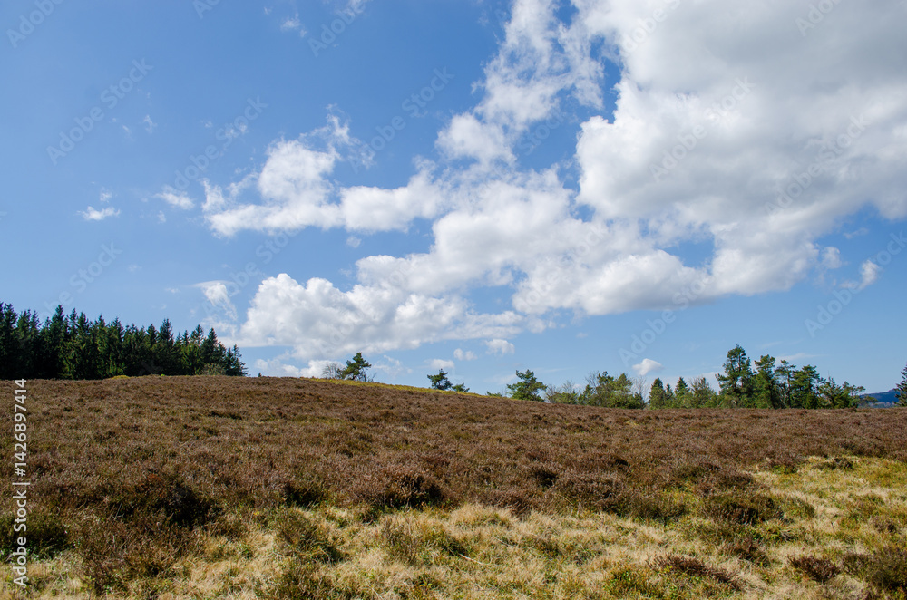 Spruce and Pine forest in Germany. In the background is a blue sky, meadows and a road.