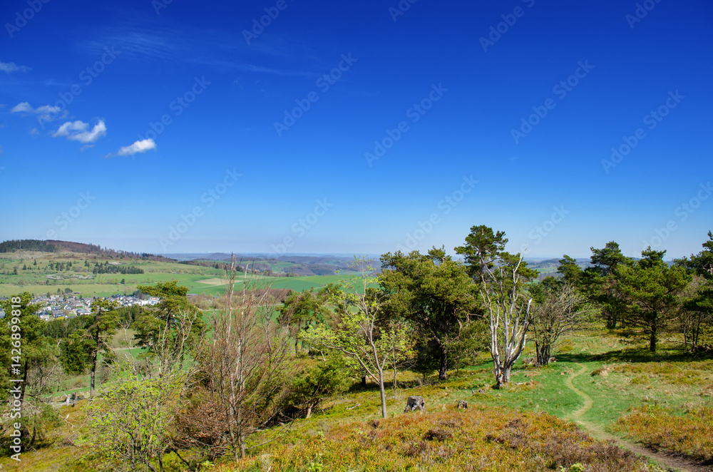 Spruce and Pine forest in Germany. In the background is a blue sky, meadows and a road.