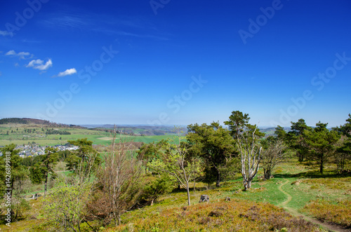 Obraz na płótnie Spruce and Pine forest in Germany. In the background is a blue sky, meadows and a road. w salonie