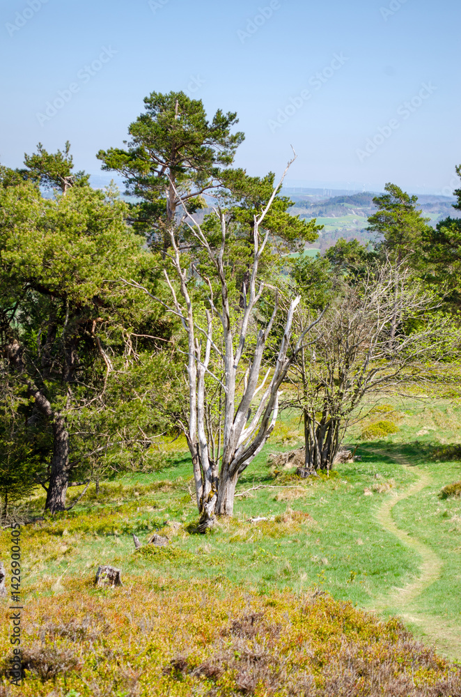 Old twisted pine tree in natural landscape
