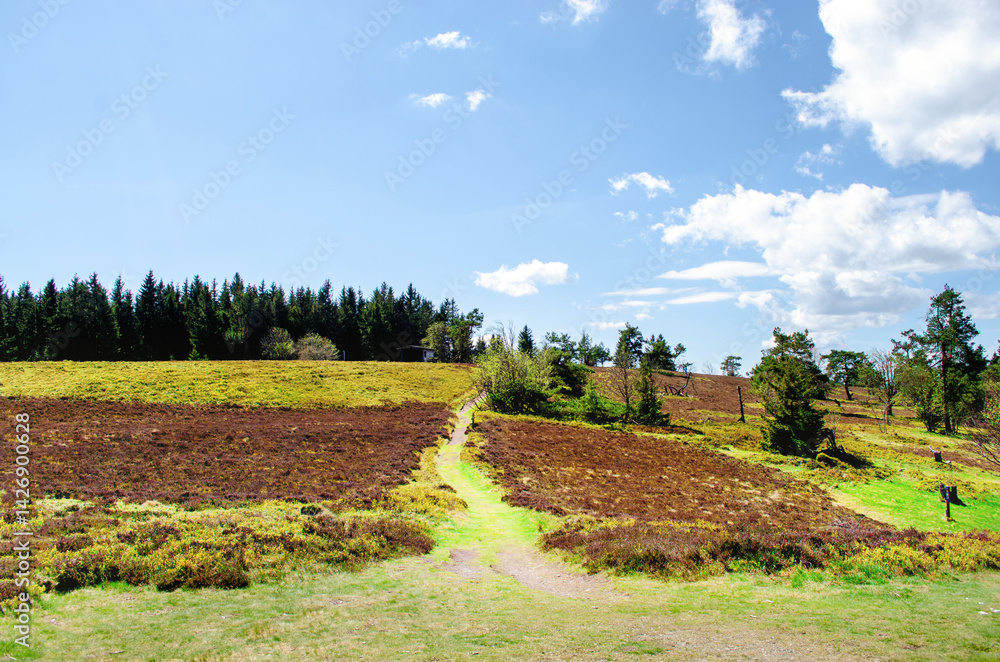 Country road through green field and forest